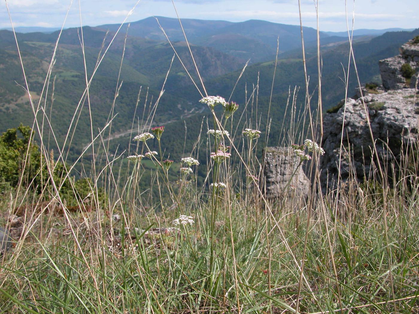 Yarrow plant